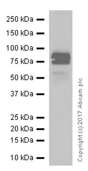 Western blot - Anti-TIM 3 antibody [EPR20767] (AB210543)