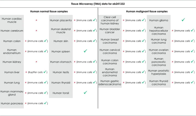 Immunohistochemistry (Formalin/PFA-fixed paraffin-embedded sections) - Anti-TIM 3 antibody [EPR22241] (AB241332)