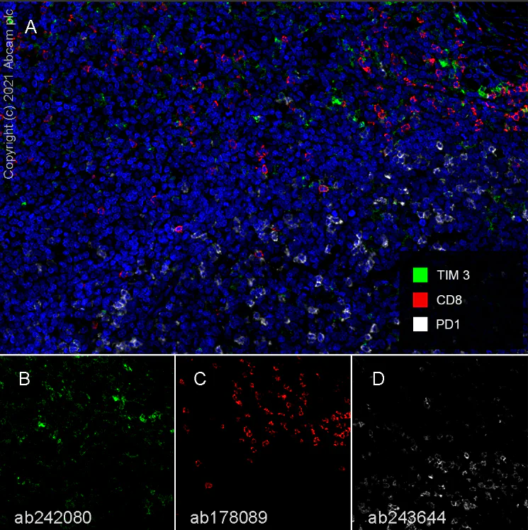 Multiplex immunohistochemistry - Anti-TIM 3 antibody [EPR22241] (AB241332)