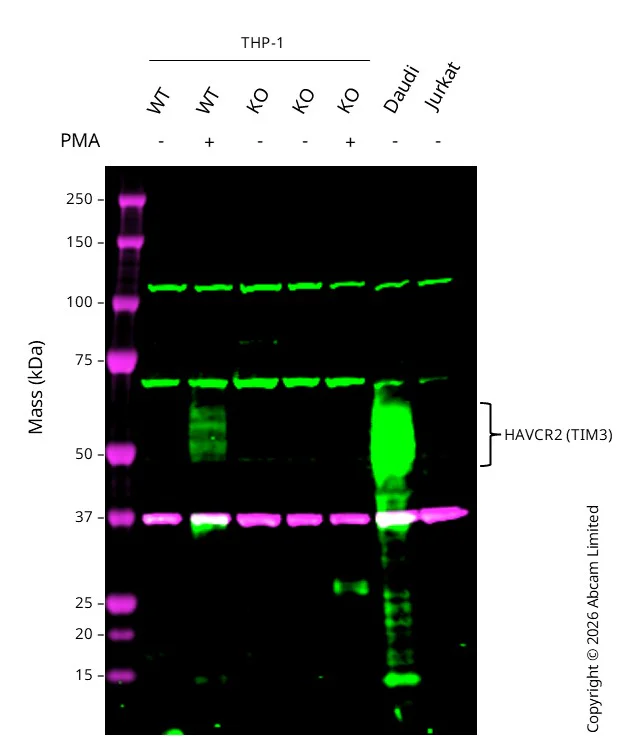Western blot - Anti-TIM 3 antibody [EPR22241] (AB241332)