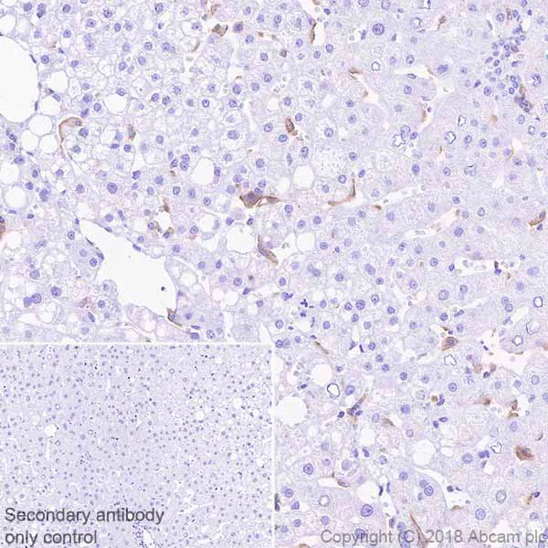 Immunohistochemistry (Formalin/PFA-fixed paraffin-embedded sections) - Anti-TIM 3 antibody [EPR22241] - BSA and Azide free (AB242080)
