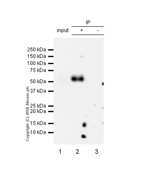 Immunoprecipitation - Anti-TIM 3 antibody [EPR22241] - BSA and Azide free (AB242080)