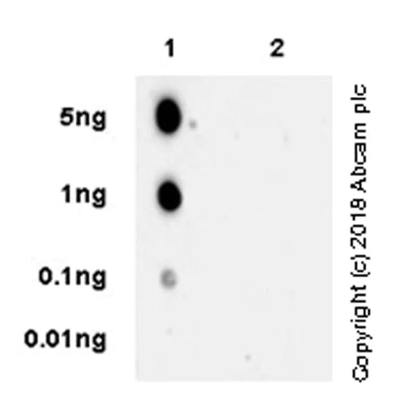 Dot Blot - Anti-TIM 3 antibody [EPR22285-13] - BSA and Azide free (AB246318)