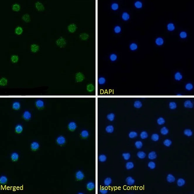 Immunocytochemistry/ Immunofluorescence - Anti-TIM 4 antibody [5G3] (AB288425)