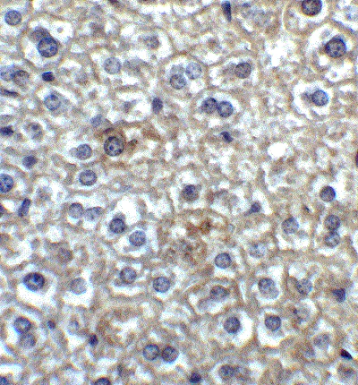 Immunohistochemistry (Formalin/PFA-fixed paraffin-embedded sections) - Anti-TIM 4 antibody (AB47637)