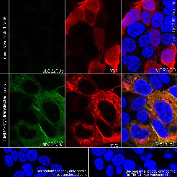 Immunocytochemistry/ Immunofluorescence - Anti-TIM 4 antibody [EPR22304-3] (AB222093)