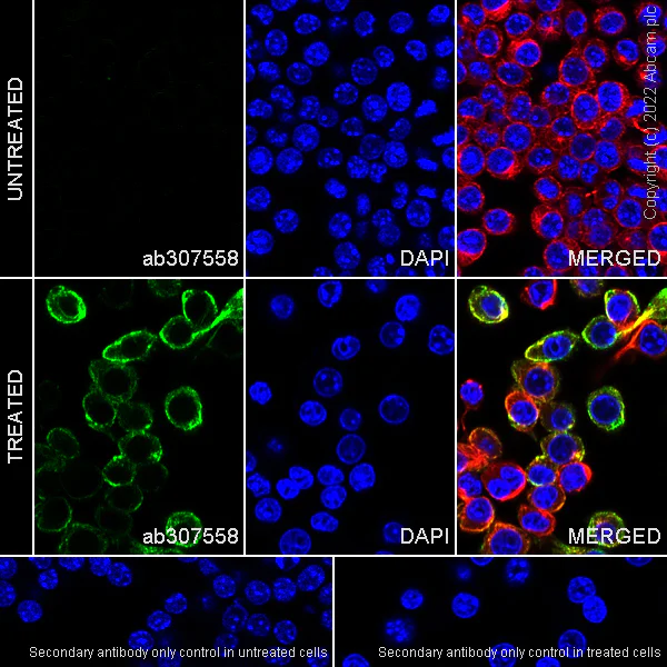 Immunocytochemistry/ Immunofluorescence - Anti-TIM 4 antibody [EPR26194-8] (AB307558)