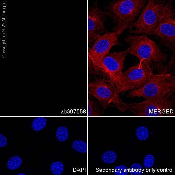 Immunocytochemistry/ Immunofluorescence - Anti-TIM 4 antibody [EPR26194-8] - BSA and Azide free (AB307559)