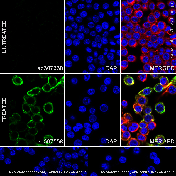 Immunocytochemistry/ Immunofluorescence - Anti-TIM 4 antibody [EPR26194-8] - BSA and Azide free (AB307559), expandable thumbnail