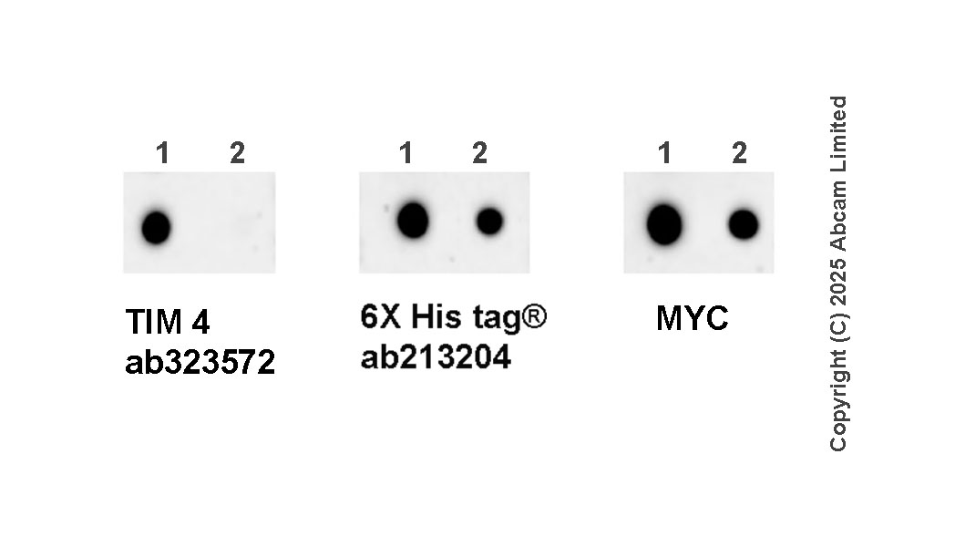 Dot Blot - Anti-TIM 4 antibody [EPR29500-15] (AB323572), expandable thumbnail