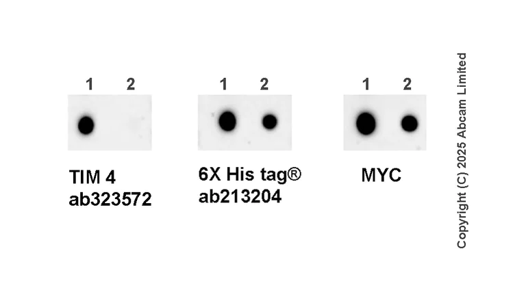 Dot Blot - Anti-TIM 4 antibody [EPR29500-15] (AB323572)