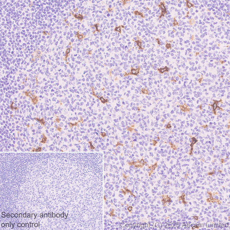 Immunohistochemistry (Formalin/PFA-fixed paraffin-embedded sections) - Anti-TIM 4 antibody [EPR29500-15] (AB323572), expandable thumbnail