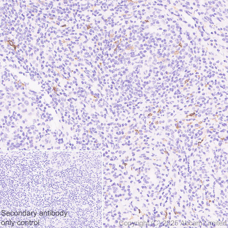 Immunohistochemistry (Formalin/PFA-fixed paraffin-embedded sections) - Anti-TIM 4 antibody [EPR29500-15] (AB323572)
