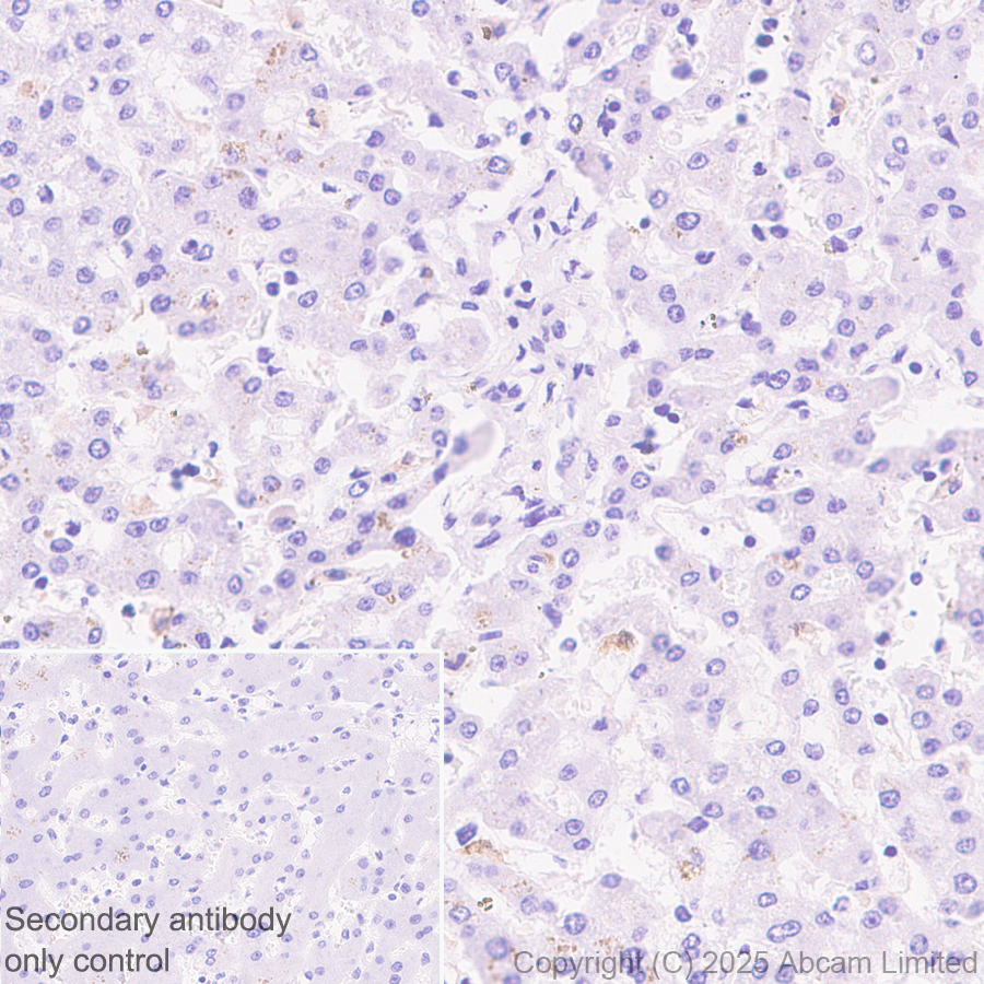 Immunohistochemistry (Formalin/PFA-fixed paraffin-embedded sections) - Anti-TIM 4 antibody [EPR29500-15] (AB323572), expandable thumbnail