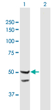 Western blot - Anti-TIM44 antibody (AB168649)
