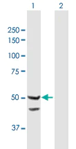 Western blot - Anti-TIM44 antibody (AB168649)