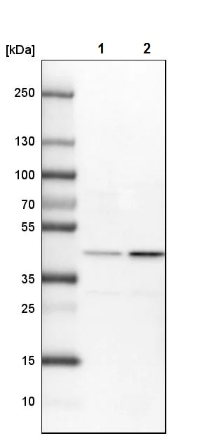 Western blot - Anti-TIM44 antibody (AB244466)