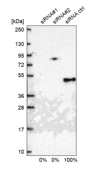 Western blot - Anti-TIM44 antibody (AB244466)