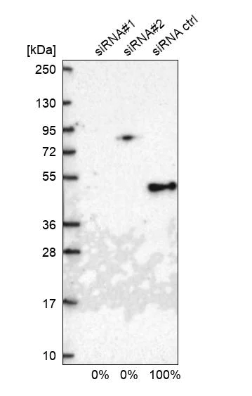 Western blot - Anti-TIM44 antibody (AB244466)