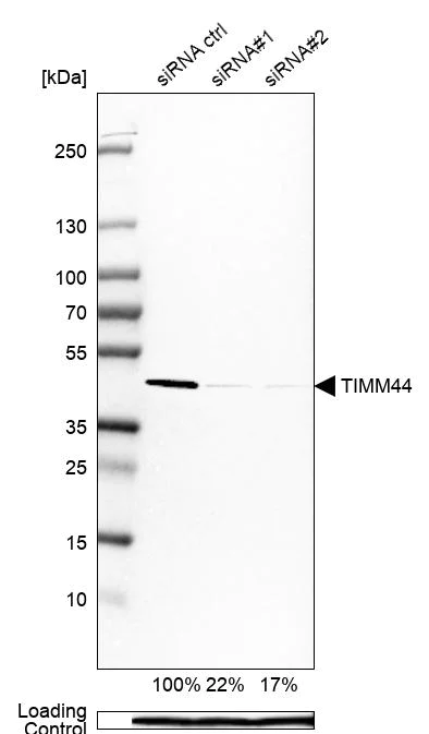 Western blot - Anti-TIM44 antibody (AB244466)