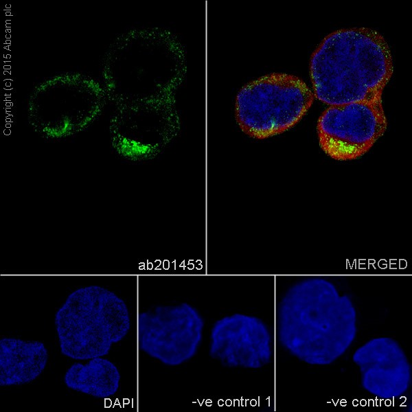 Immunocytochemistry/ Immunofluorescence - Anti-TIM44 antibody [EPR16821-26] (AB201453)