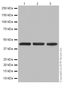 Western blot - Anti-TIM44 antibody [EPR16821-26] (AB201453)