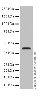 Western blot - Anti-TIM44 antibody [EPR16821-26] (AB201453)