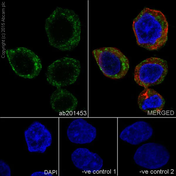 Immunocytochemistry/ Immunofluorescence - Anti-TIM44 antibody [EPR16821-26] - BSA and Azide free (AB232592)