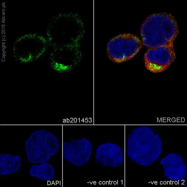 Immunocytochemistry/ Immunofluorescence - Anti-TIM44 antibody [EPR16821-26] - BSA and Azide free (AB232592)
