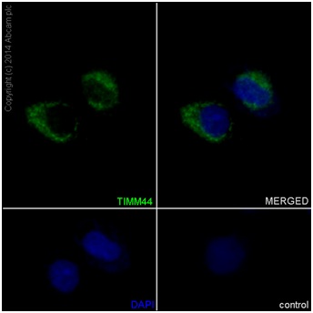 Immunocytochemistry/ Immunofluorescence - Anti-TIM44 antibody [EPR16821] (AB194829), expandable thumbnail