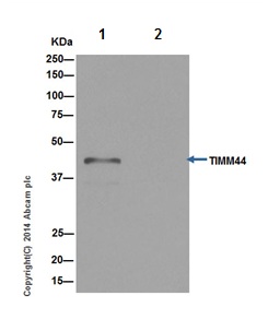 Immunoprecipitation - Anti-TIM44 antibody [EPR16821] (AB194829), expandable thumbnail