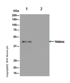 Immunoprecipitation - Anti-TIM44 antibody [EPR16821] (AB194829)