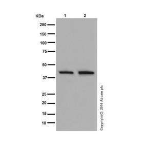 Western blot - Anti-TIM44 antibody [EPR16821] (AB194829), expandable thumbnail