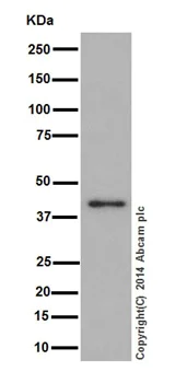 Western blot - Anti-TIM44 antibody [EPR16821] - BSA and Azide free (AB251197)