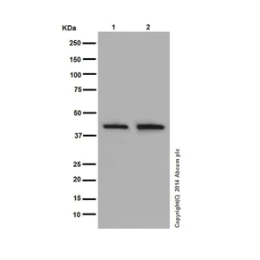 Western blot - Anti-TIM44 antibody [EPR16821] - BSA and Azide free (AB251197)