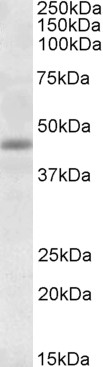 Western blot - Anti-TIM50 antibody (AB23938)