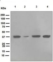 Western blot - Anti-TIM50 antibody [EPR5784] (AB109527)