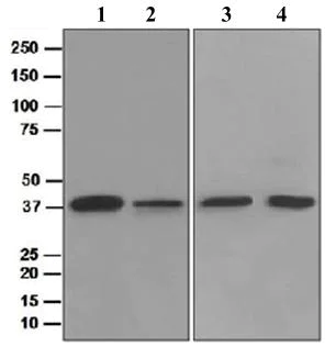 Western blot - Anti-TIM50 antibody [EPR5785] (AB109436)