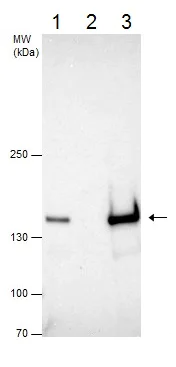 Immunoprecipitation - Anti-Timeless antibody (AB229218)