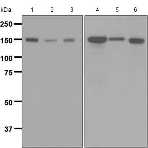 Western blot - Anti-Timeless antibody [EPR5274(2)] (AB133569)