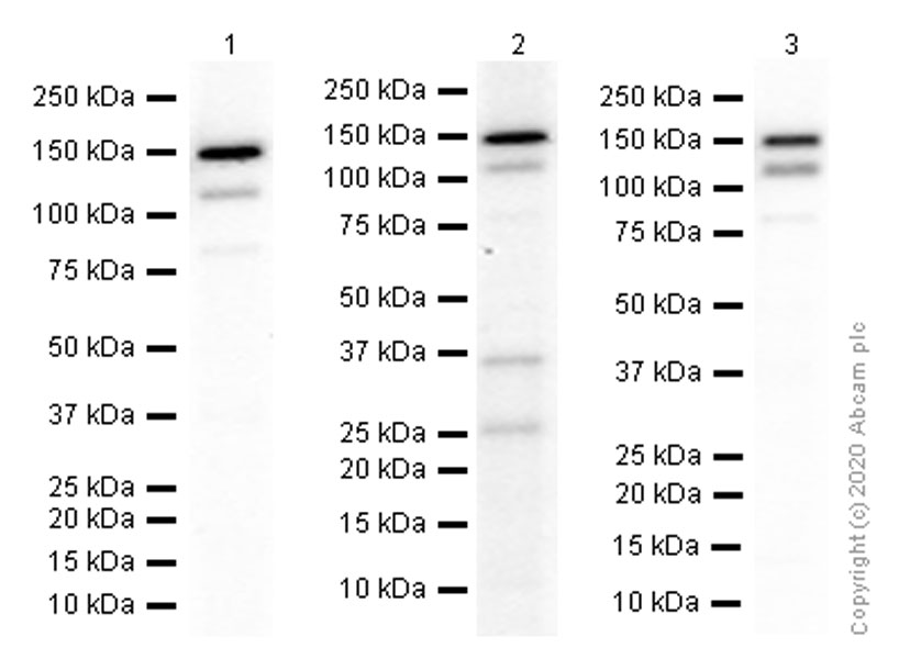 Anti-Timeless antibody [EPR5275]