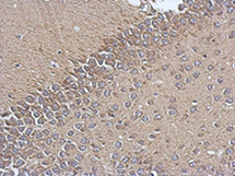 Immunohistochemistry (Formalin/PFA-fixed paraffin-embedded sections) - Anti-TIMM17A/TIM17 antibody (AB126044)