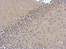 Immunohistochemistry (Formalin/PFA-fixed paraffin-embedded sections) - Anti-TIMM17A/TIM17 antibody (AB126044)