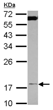 Western blot - Anti-TIMM17A/TIM17 antibody (AB126044)