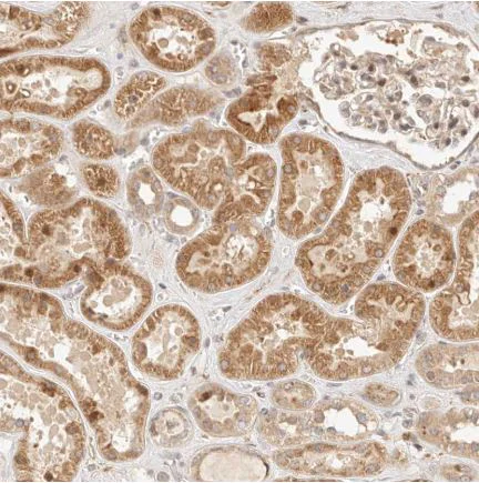 Immunohistochemistry (Formalin/PFA-fixed paraffin-embedded sections) - Anti-TIMM17A/TIM17 antibody (AB150785)
