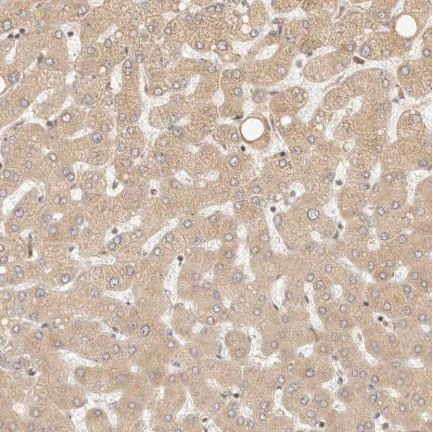 Immunohistochemistry (Formalin/PFA-fixed paraffin-embedded sections) - Anti-TIMM17A/TIM17 antibody (AB150785)