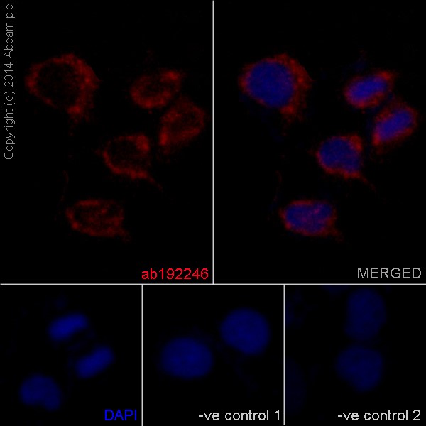 Immunocytochemistry/ Immunofluorescence - Anti-TIMM17A/TIM17 antibody [EPR16098] (AB192246), expandable thumbnail