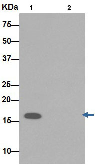 Immunoprecipitation - Anti-TIMM17A/TIM17 antibody [EPR16098] (AB192246), expandable thumbnail