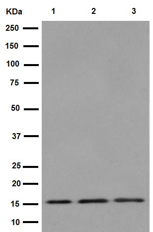 Western blot - Anti-TIMM17A/TIM17 antibody [EPR16098] (AB192246), expandable thumbnail