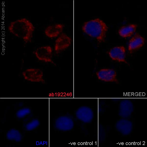Immunocytochemistry/ Immunofluorescence - Anti-TIMM17A/TIM17 antibody [EPR16098] - BSA and Azide free (AB251117)